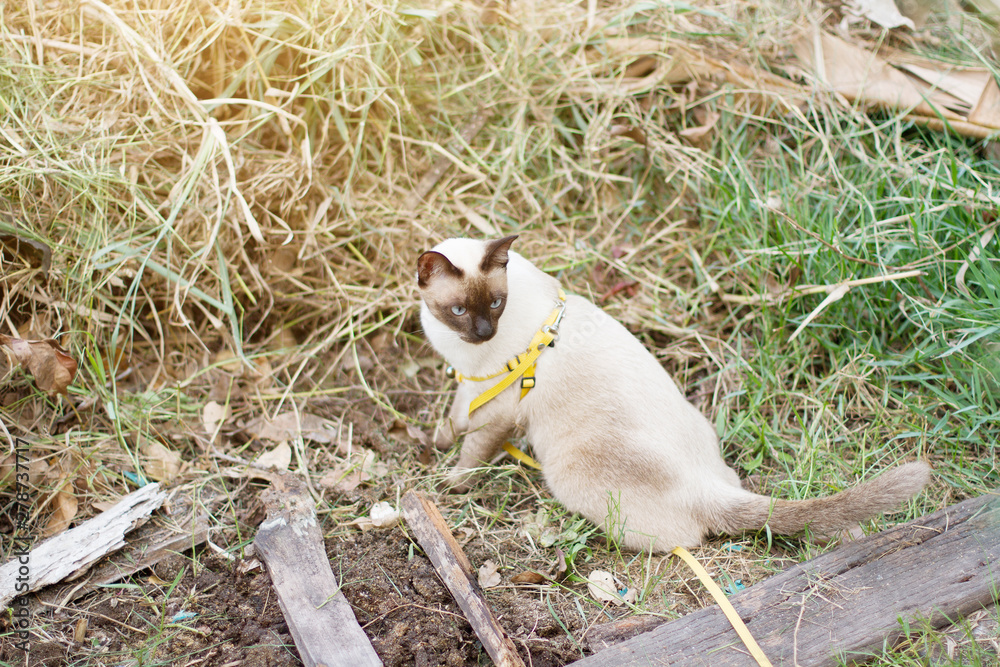 Siamese cat enjoy and sitting grass with natural in garden Siamese cat enjoy and sitting grass with natural in garden
