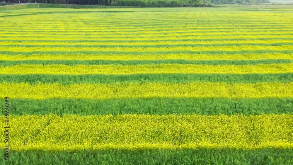 Agrarian Field Of Yellow Rape And Green Wheat Planted Lines Aerial Back And Up Agrarian Field Of Yellow Rape And Green Wheat Planted Lines Aerial Back And Up