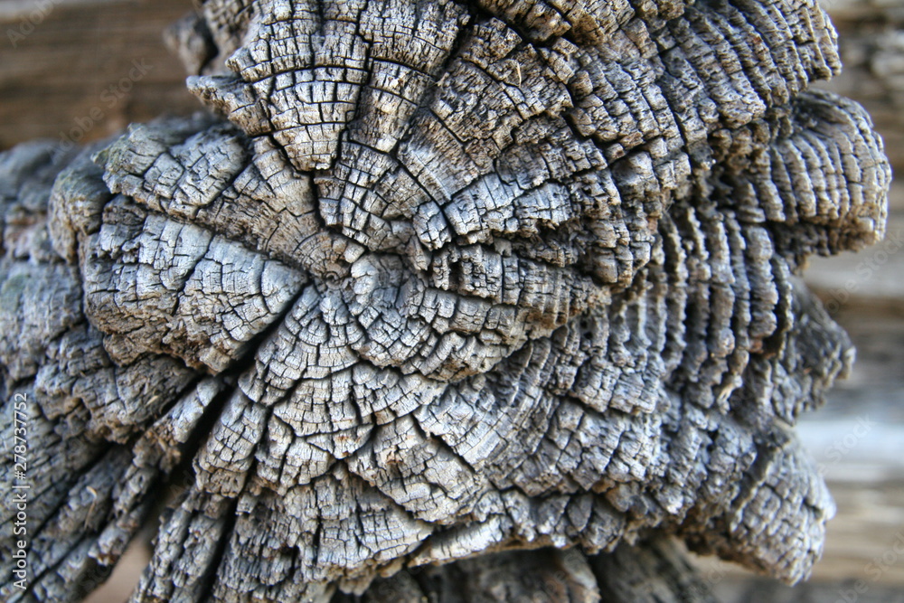 A piece of very old log. Asymmetric cut of an old tree with annual rings. A piece of very old log. Asymmetric cut of an old tree with annual rings.