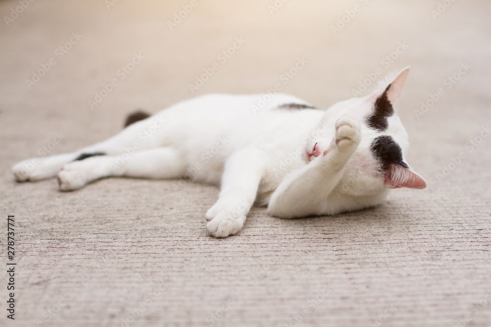 White cat enjoy and sleep on concrete floor. White cat enjoy and sleep on concrete floor.