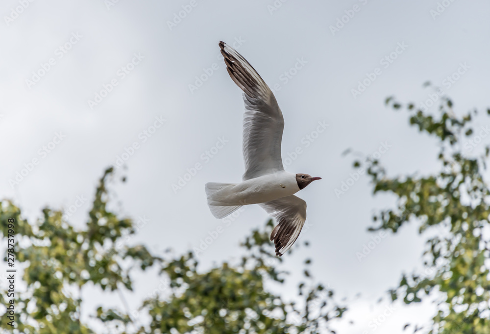 Obraz premium Black Headed Seagull Flying in a Partly Cloudy Sky