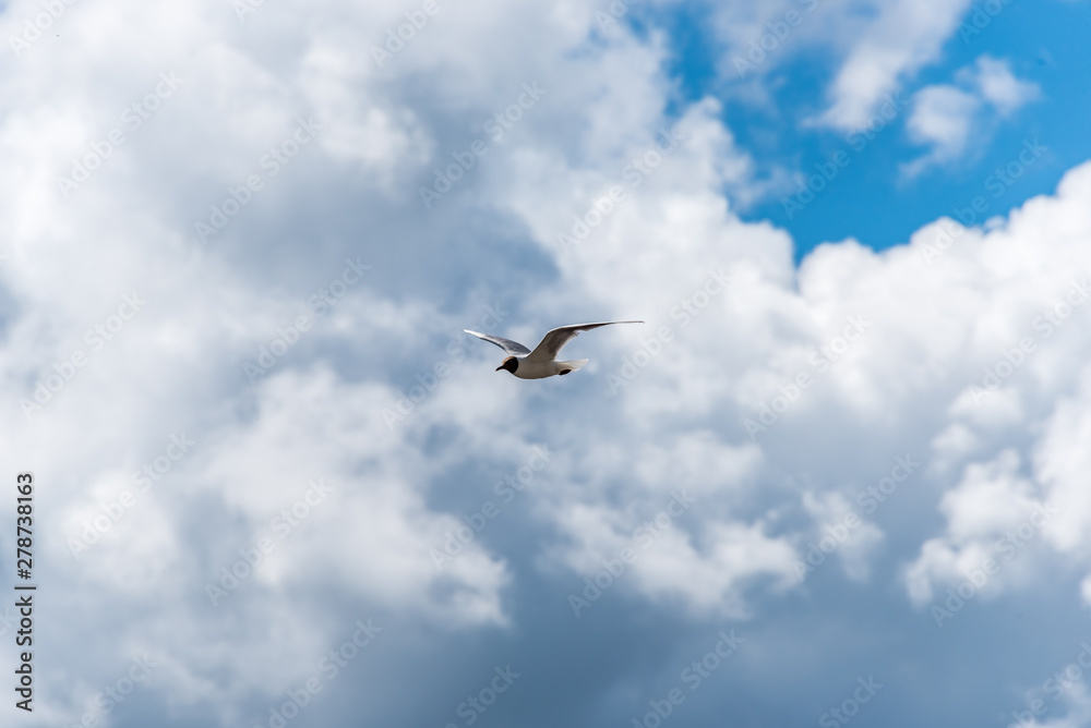 Seagull Flying in Puffy Clouds in a Blue Sky