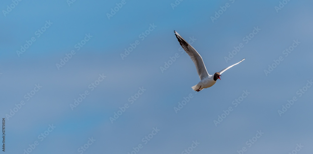Black Headed Seagull Flying in a Clear Blue Sky Black Headed Seagull Flying in a Clear Blue Sky