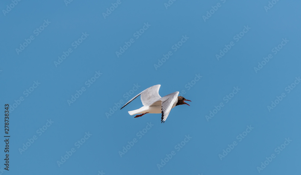 Black Headed Seagull Flying in a Clear Blue Sky Black Headed Seagull Flying in a Clear Blue Sky