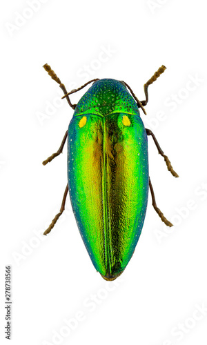 Jewel beetle (Buprestidae) © NattapanK