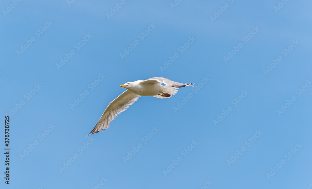 Seagull Flying in a Clear Blue Sky Seagull Flying in a Clear Blue Sky