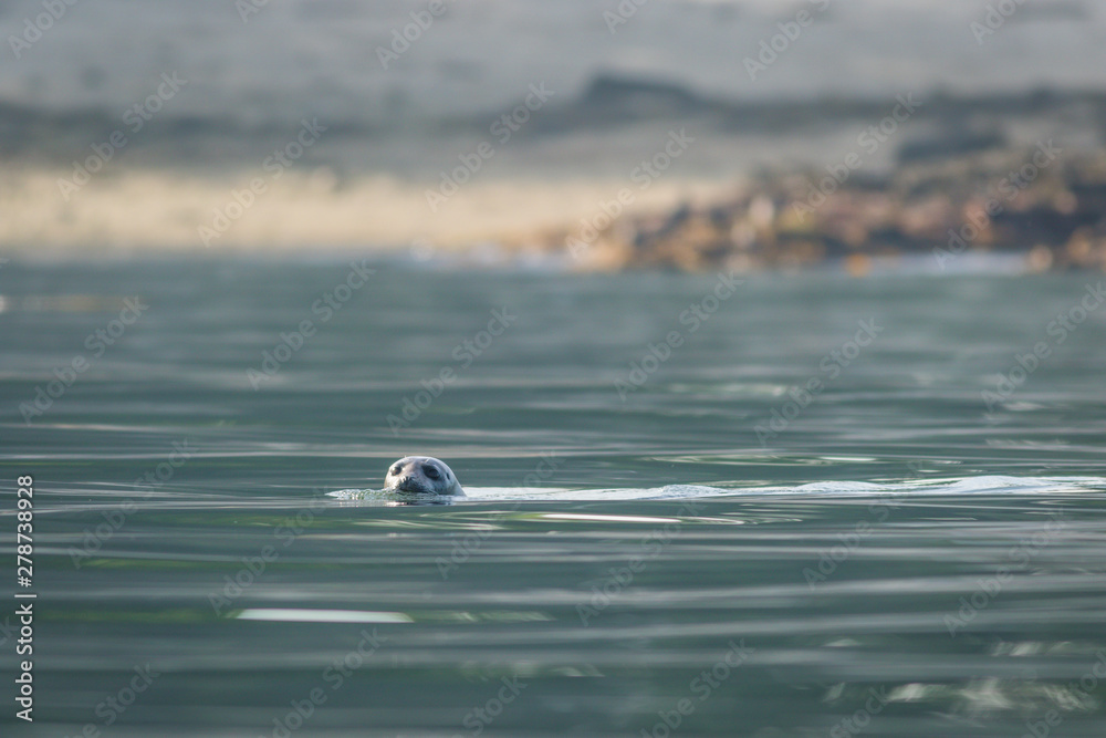 Grey seal (Halichoerus grypus) pops head up on a sunny summer morning, Muscongus Bay, Maine