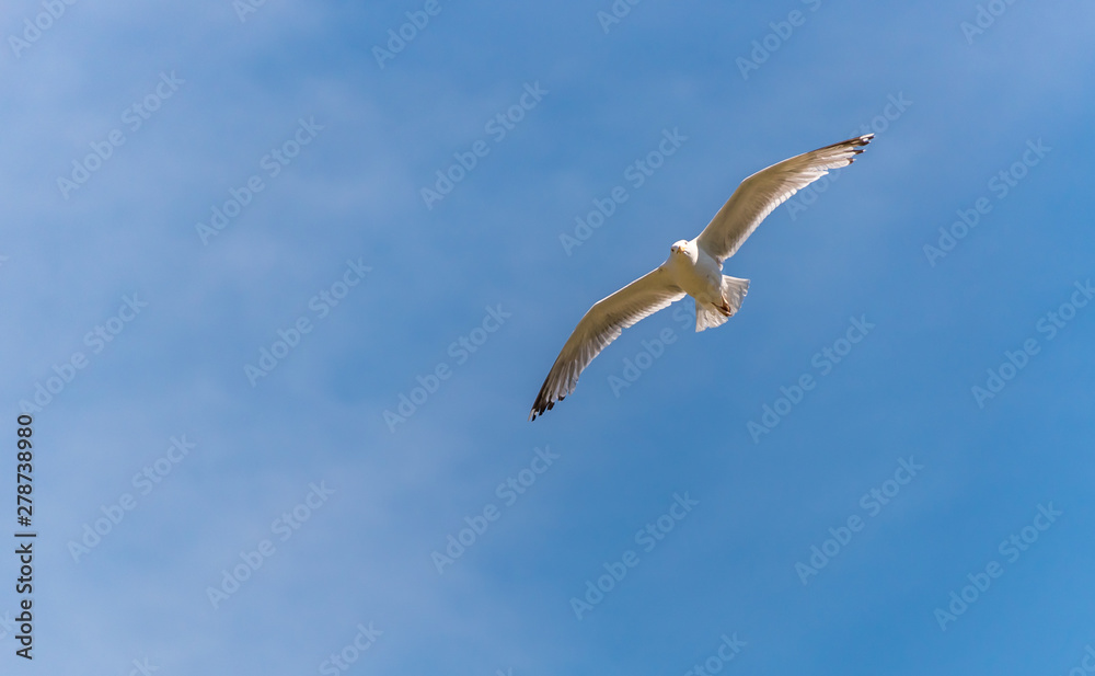 Obraz premium Seagull Flying in a Partly Cloudy Sky