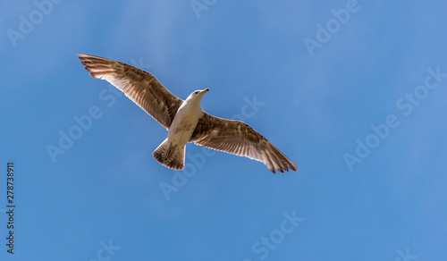 Young Seagull Flying in a Clear Blue Sky