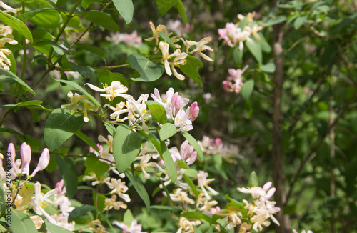 Shrub in the garden in summer in sunlight.