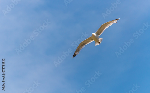 Seagull Flying in a Partly Cloudy Sky