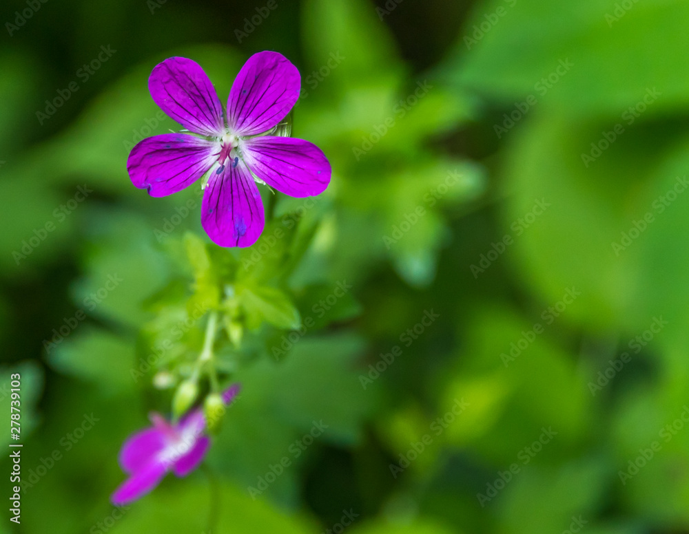 Macro of a Tiny Purple Flower in a Forest