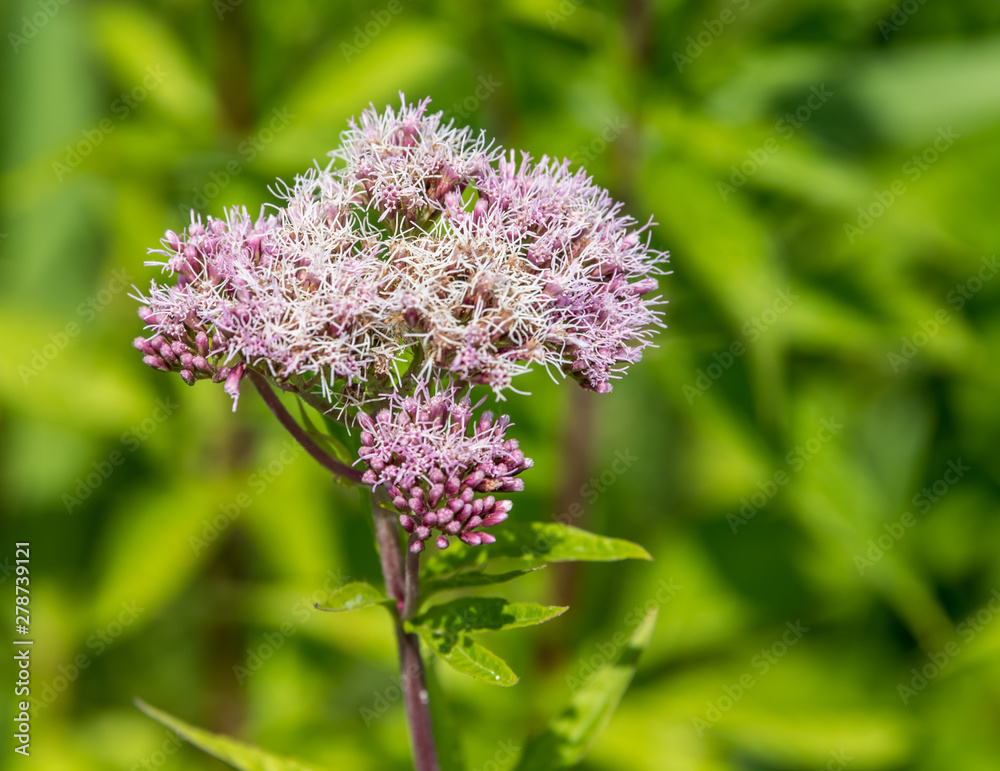 Pink Wildflowers in a Forest in Latvia on a Summer Day Pink Wildflowers in a Forest in Latvia on a Summer Day