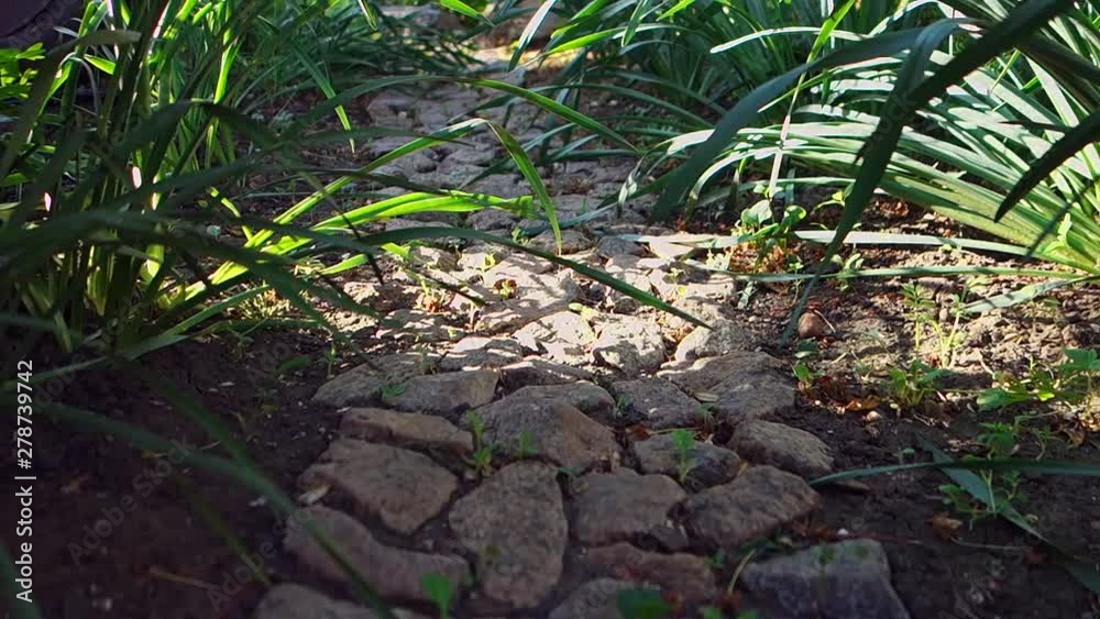 A small stone path between the green bushes, laid out in the garden, the camera moves from the bottom.