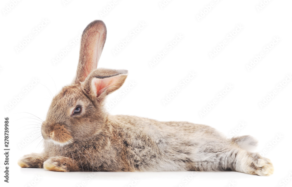 Obraz premium One brown rabbit.