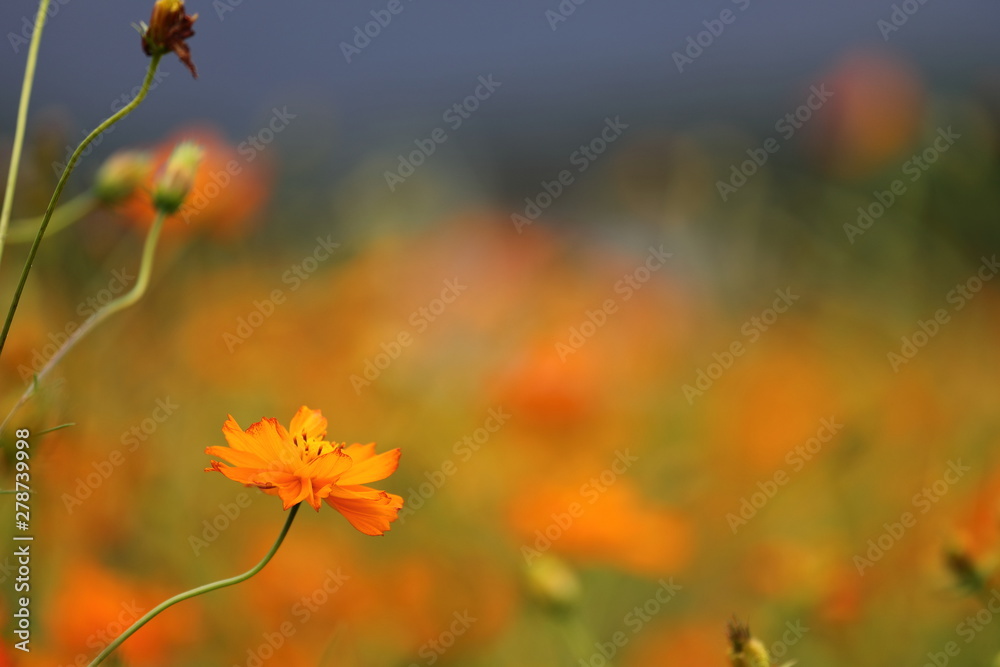 Obraz premium キバナコスモス