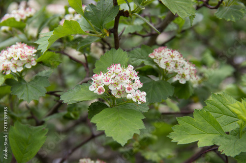 pale pink blooming BlackBerry flowers at the end of the spring season