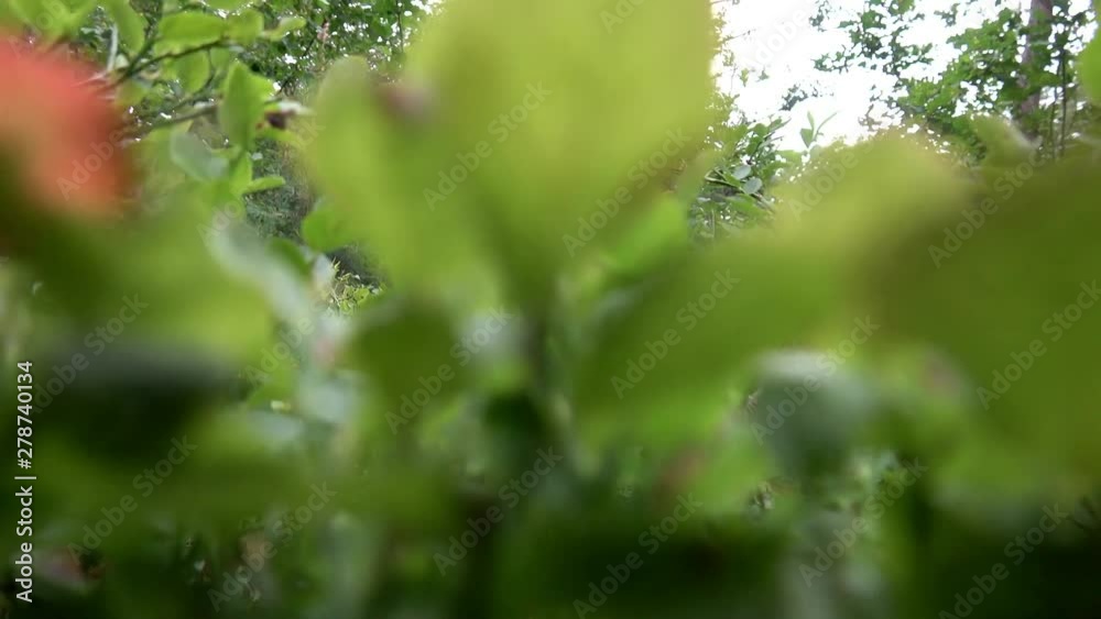 POV from walking through blueberry bushes on the forest floor, groundlevel