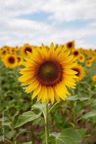 Sunflower closeup. Field with sunflowers. Advertising sunflower seeds and oil. Advertising banner.