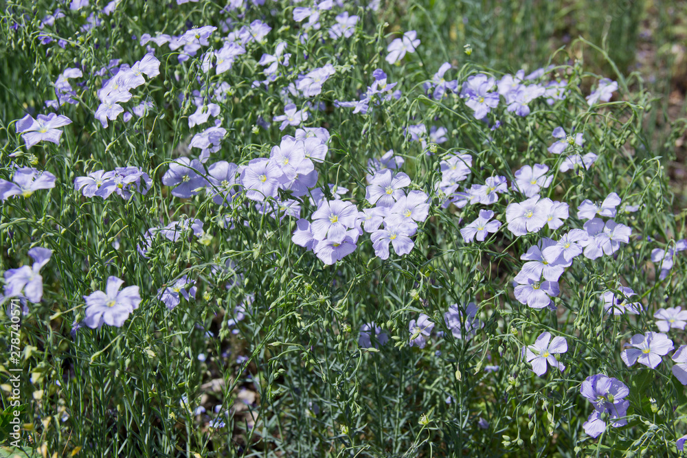Flax (Linum usitatissimum) flowers, close up shot, local focus Flax (Linum usitatissimum) flowers, close up shot, local focus