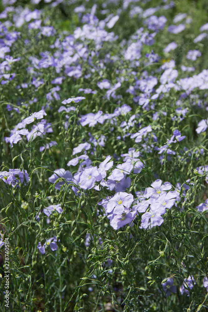 Flax (Linum usitatissimum) flowers, close up shot, local focus