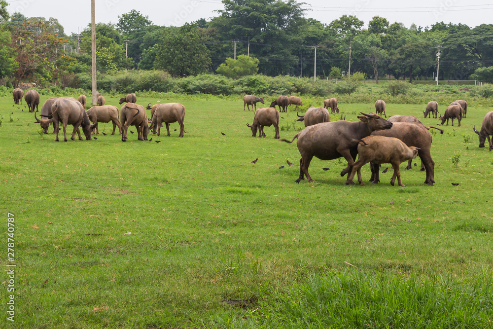 Asian Buffaloes