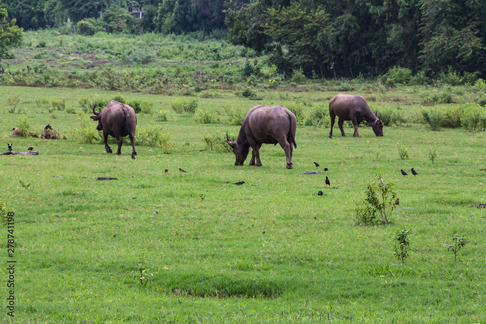 Asian Buffaloes