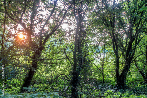Fototapeta Naklejka Na Ścianę i Meble -  Die Abend Sonne wirft ihr Licht in die Bäume