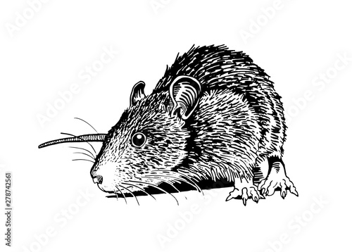 Graphical rat isolated on white,vector illustration