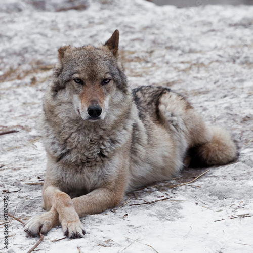 Beautiful and strong female gray wolf lies on the snow gracefully crossing his paws. close-up © Mikhail Semenov