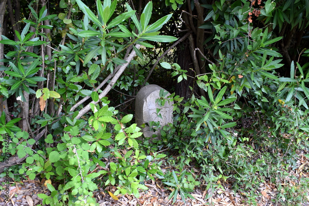 Obraz premium forest