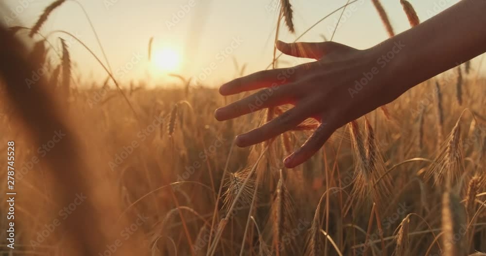 Male hand touching a golden wheat ear in the wheat field.  Young man's hand moving through wheat field. Boy's hand touching wheat during sunset. Slow motion. 4k footage.