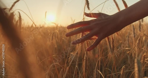 Male hand touching a golden wheat ear in the wheat field.  Young man's hand moving through wheat field. Boy's hand touching wheat during sunset. Slow motion. 4k footage.