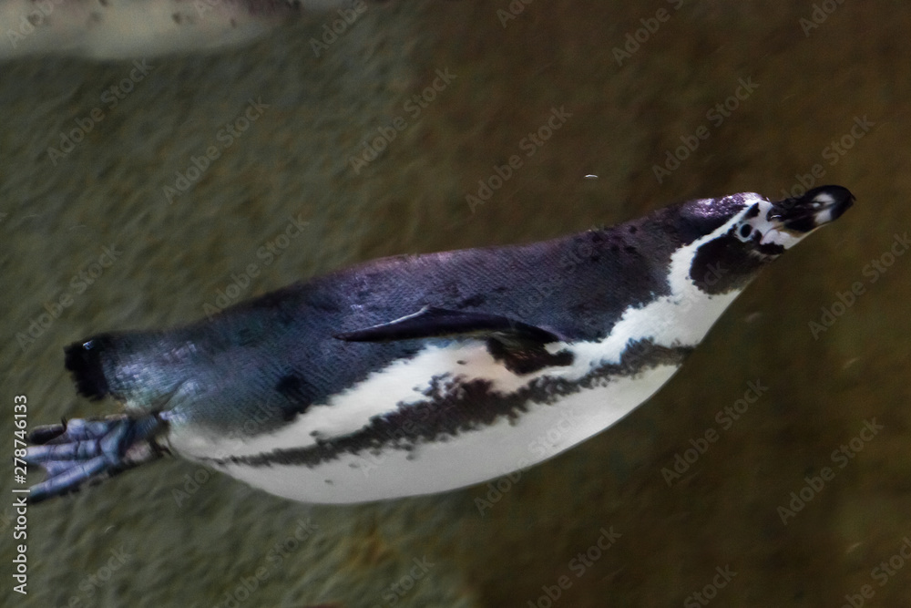 Naklejka premium Humboldt penguin close-up is swimming in water underwater photo, in green tones.