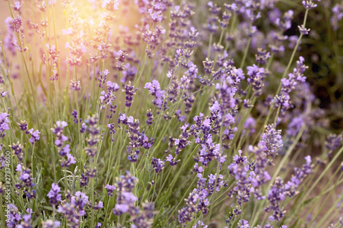 lilac lavender grows in a field in open air © Alina