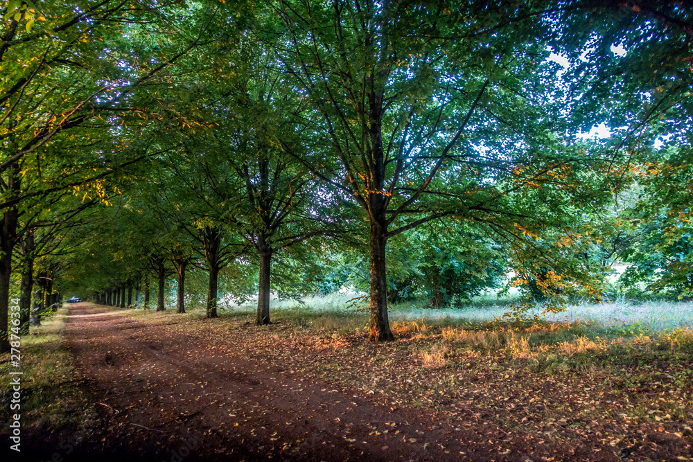 Fototapeta premium Allee durch Park und Wald Landschaft