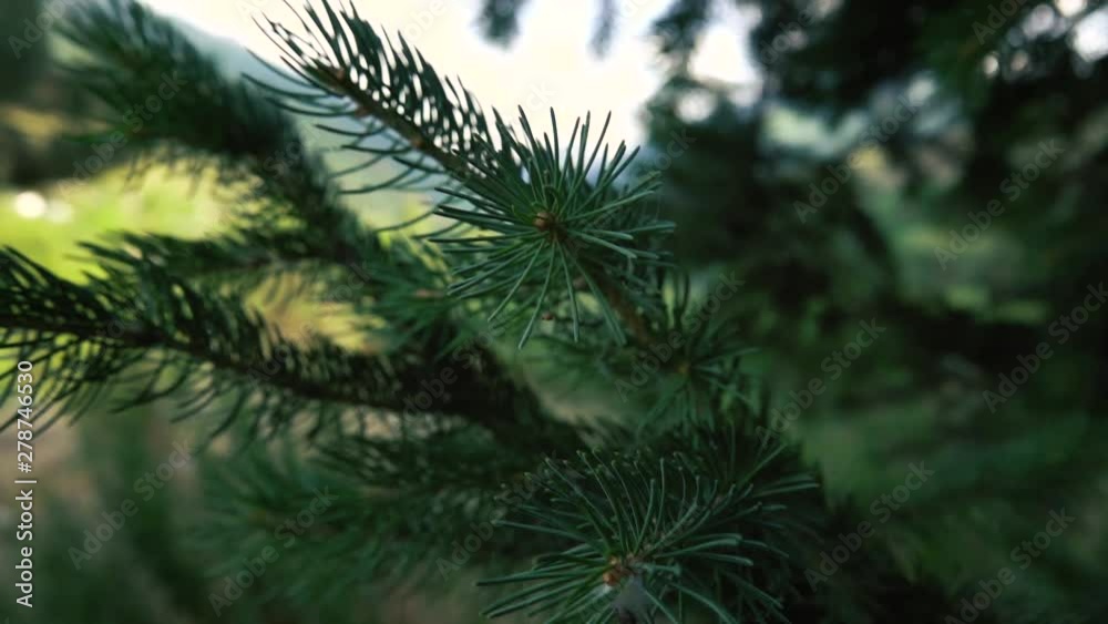 Spruce branch closeup Spruce branch closeup