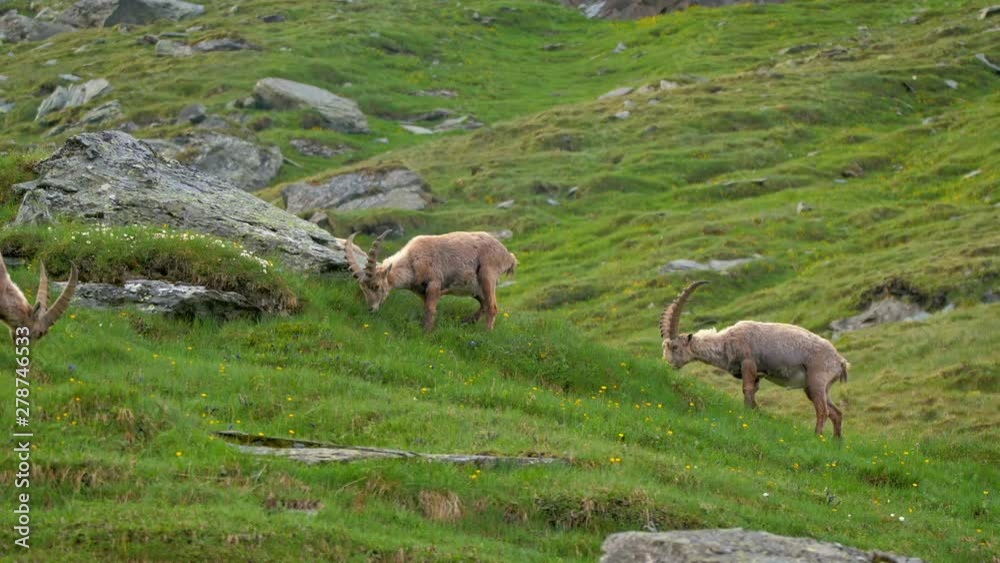 Alpine ibex (Capra ibex) grazing in alpine meadow Alpine ibex (Capra ibex) grazing in alpine meadow