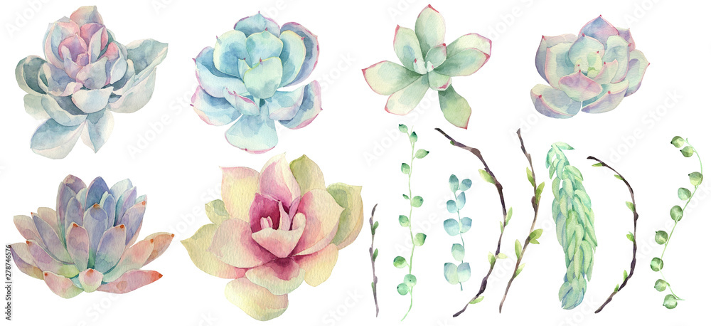 Set of watercolor succulents Set of watercolor succulents