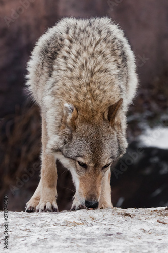A beautiful and strong female wolf stands with its head down and sniffs the ground