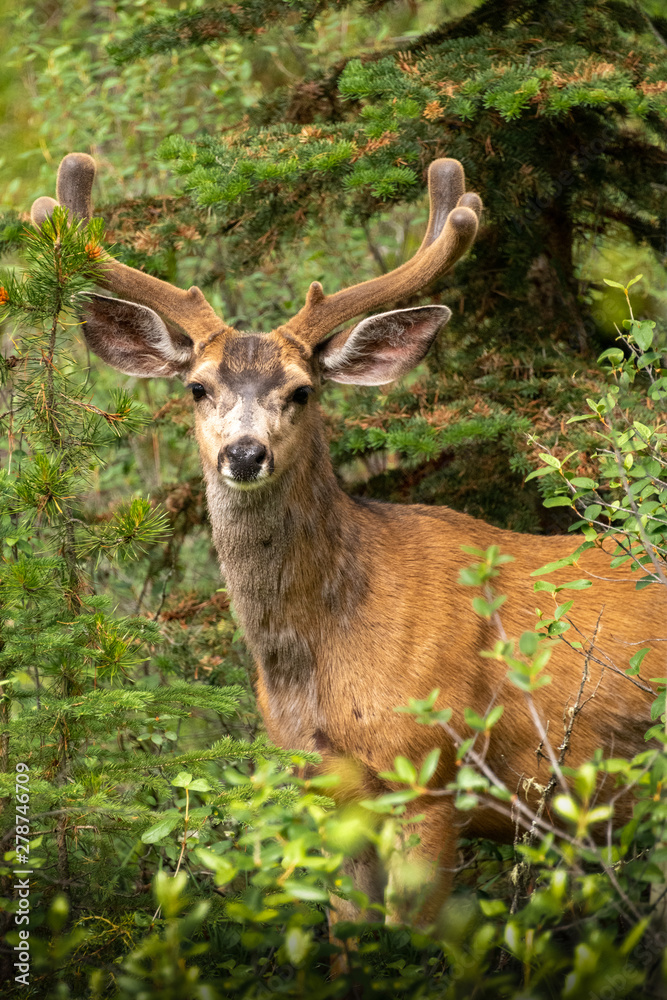singe buck deer in green foliage singe buck deer in green foliage