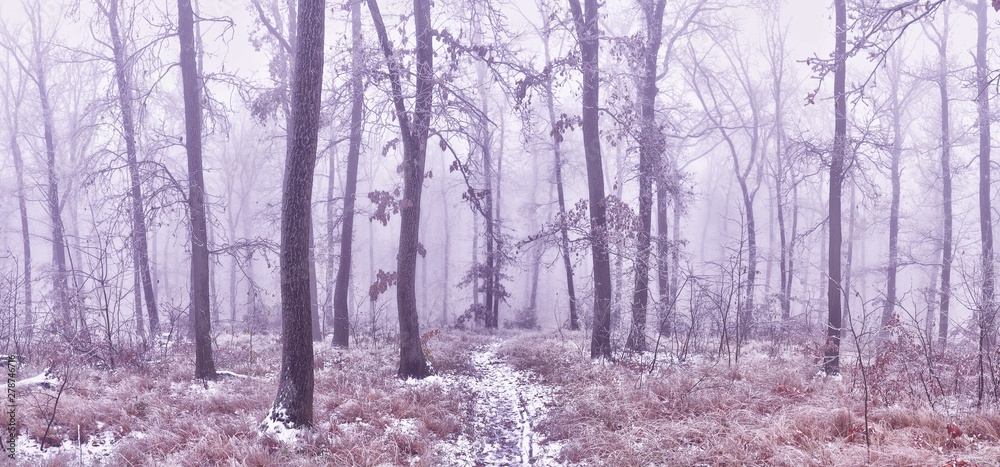 Fototapeta premium Forest covered with glaze ice
