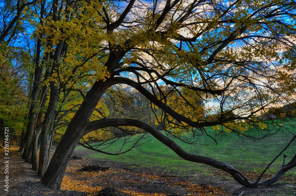 Naklejka premium Maple trees along a road at autumn afternoon daylight