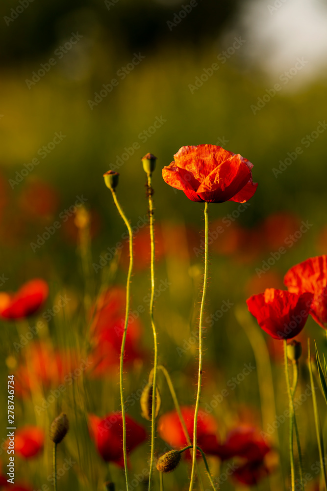 Ein roter Klatschmohn im Fokus auf einer Mohnblumenwiese Ein roter Klatschmohn im Fokus auf einer Mohnblumenwiese