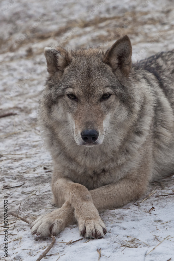 Obraz premium Beautiful and strong female gray wolf lies on the snow gracefully crossing his paws. close-up