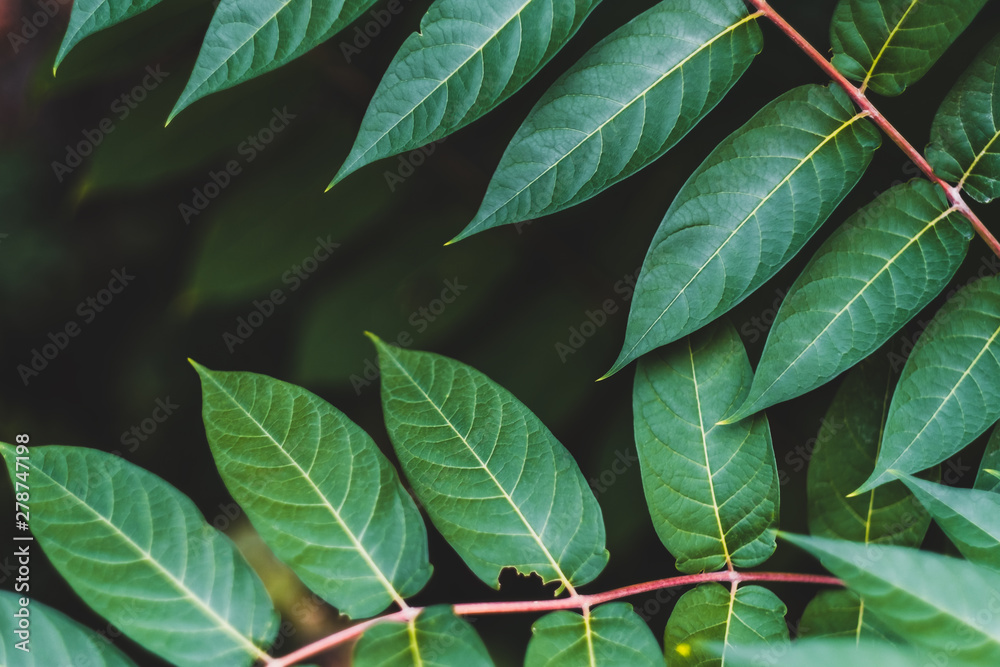 Green leaves, tropical plant growing in wild. Close up. Pattern, texture, background Green leaves, tropical plant growing in wild. Close up. Pattern, texture, background