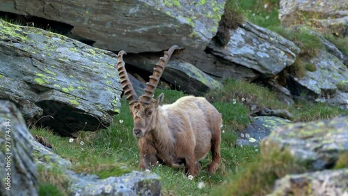 Alpine ibex (Capra ibex) in mountain environment photo