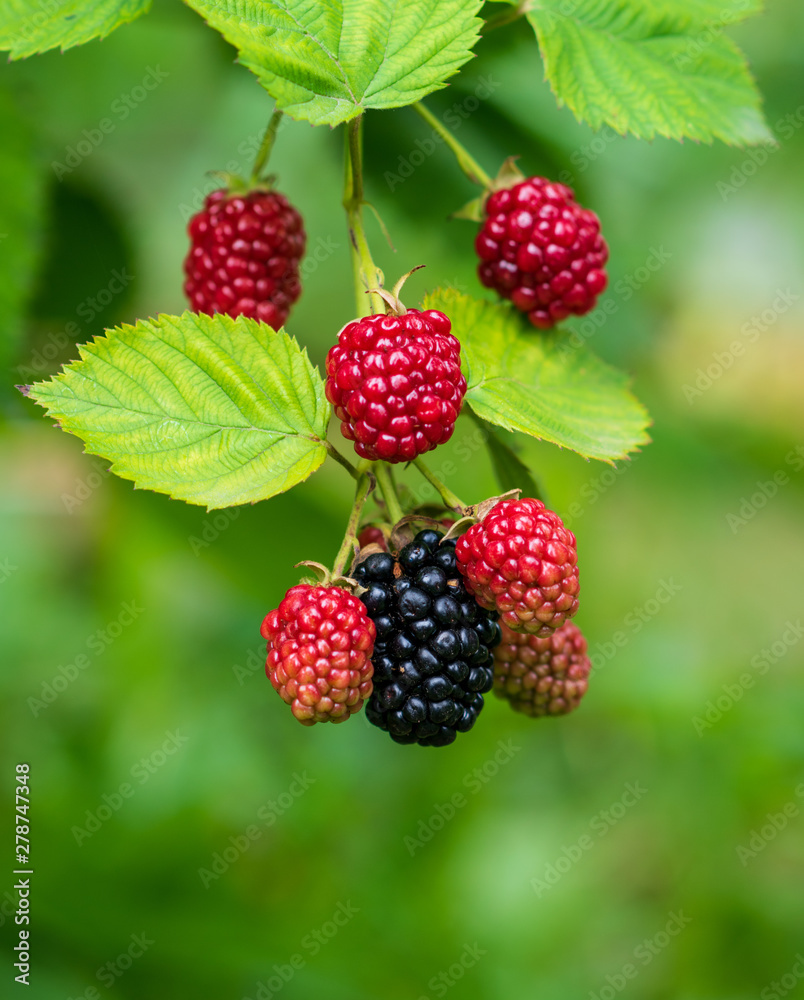 ripe and unripe blackberries on the bush with selective focus. Bunch of berries ripe and unripe blackberries on the bush with selective focus. Bunch of berries