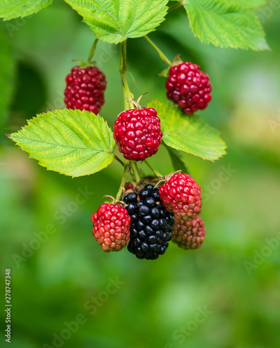 ripe and unripe blackberries on the bush with selective focus. Bunch of berries