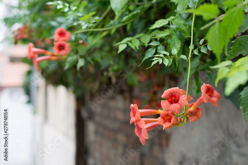 Lovely orange bellflowers o...